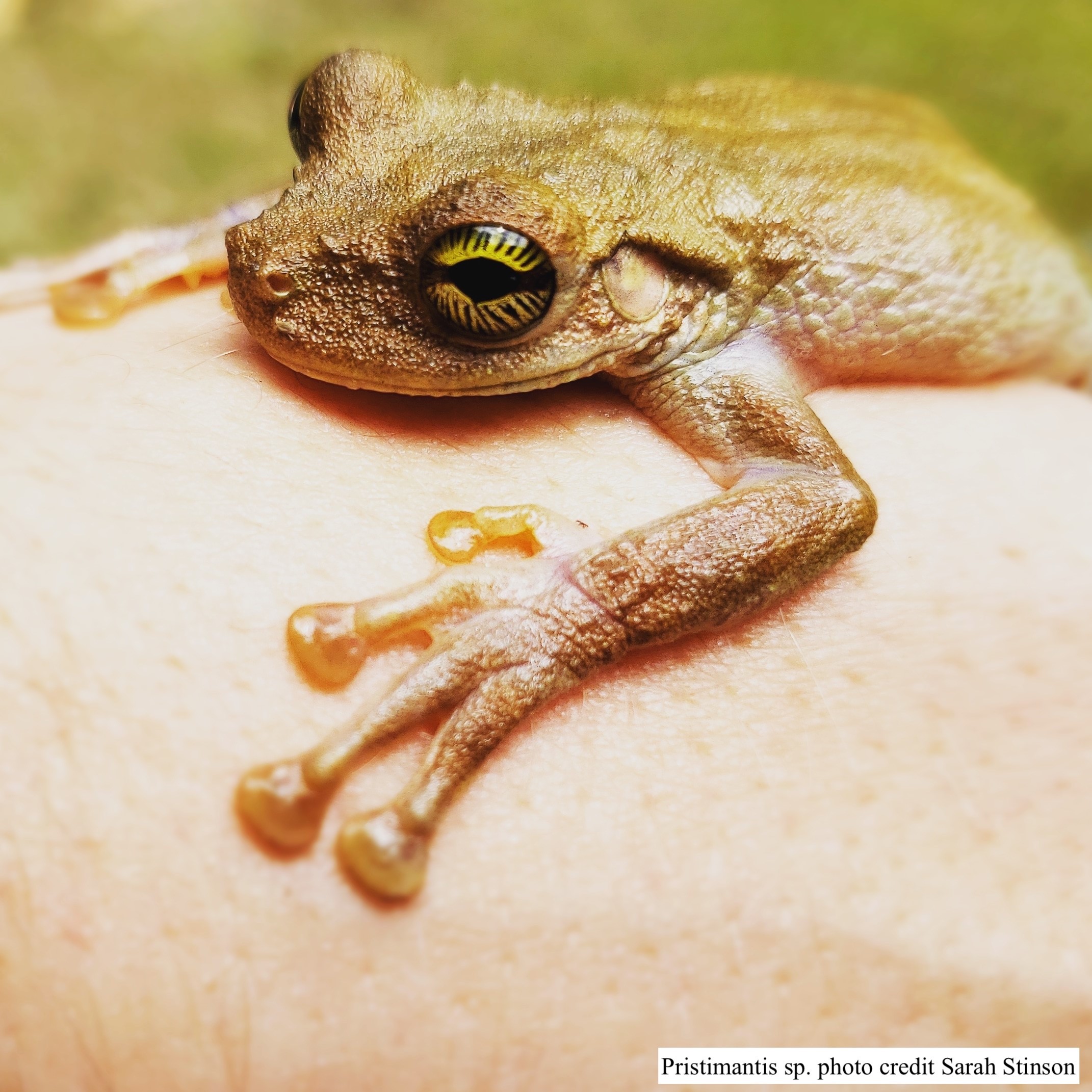 A close up photo of gecko on a human arm