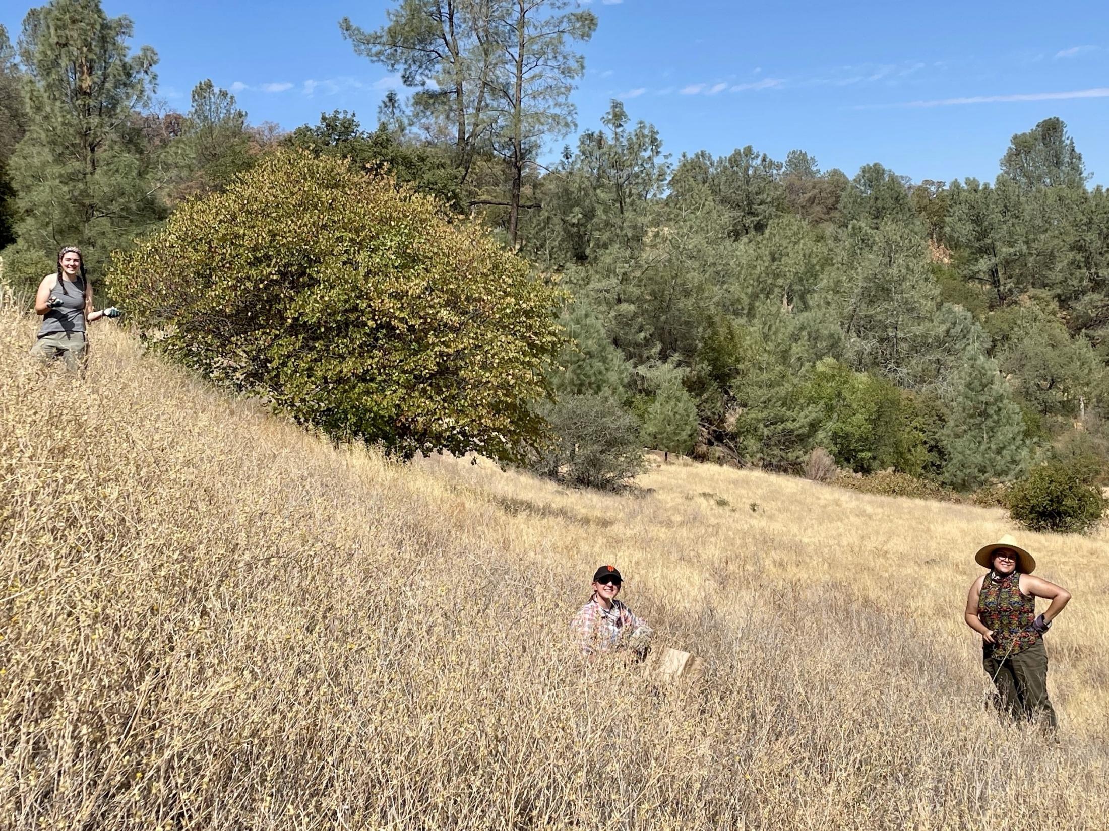 UC Davis Undergraduates from left to right: Maisey Rew, Emma Mosier, and Lauren Ward. McLaughlin Natural Reserve, Summer 2021. 