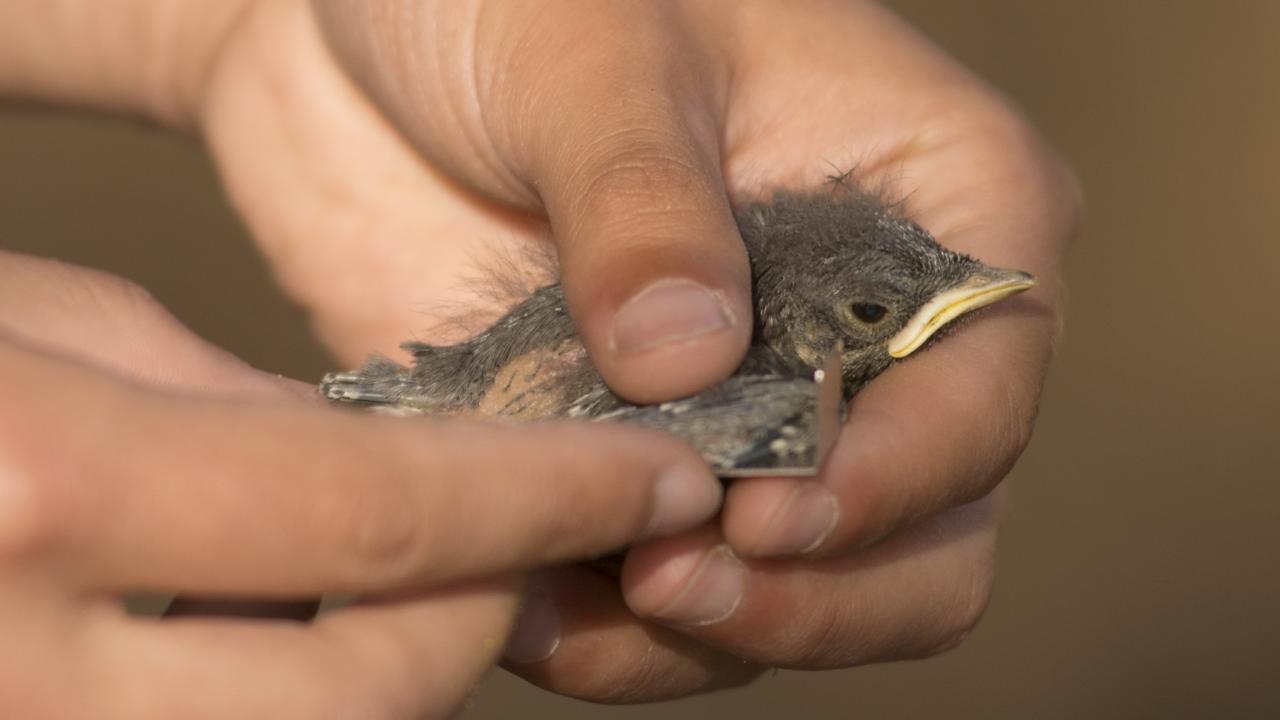 A bird being banded