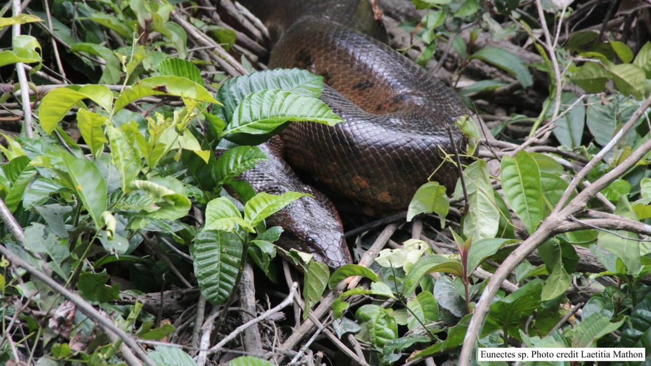 Photo of an Anacanda in the Amazon rain forest