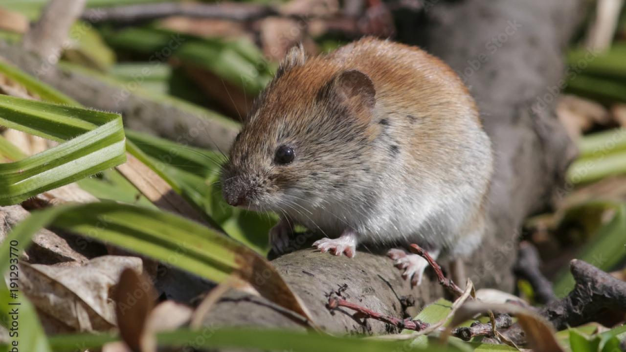 Prairie Vole image