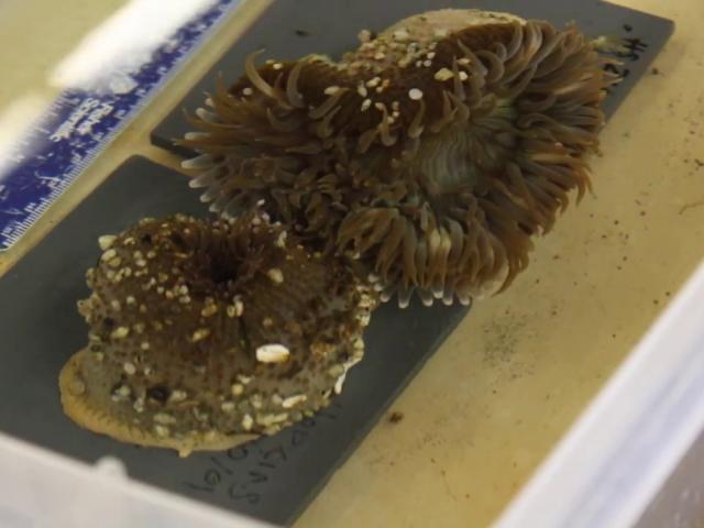 A picture of an anemone from undergraduate researcher, Seth Strumwasser's video of his 