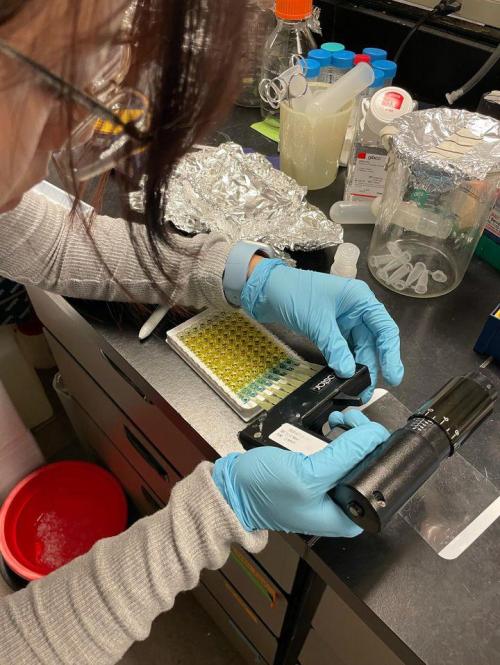 A person wearing a gray sweater, safety glasses, and blue nitrile gloves works at a lab bench. They are using a handheld optical device to analyze a 96-well plate filled with yellow and blue liquid samples. The lab bench is cluttered with lab equipment including pipette tips, reagent bottles, aluminum foil, and a red biohazard bucket on the floor.