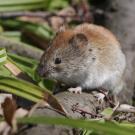 Prairie Vole image