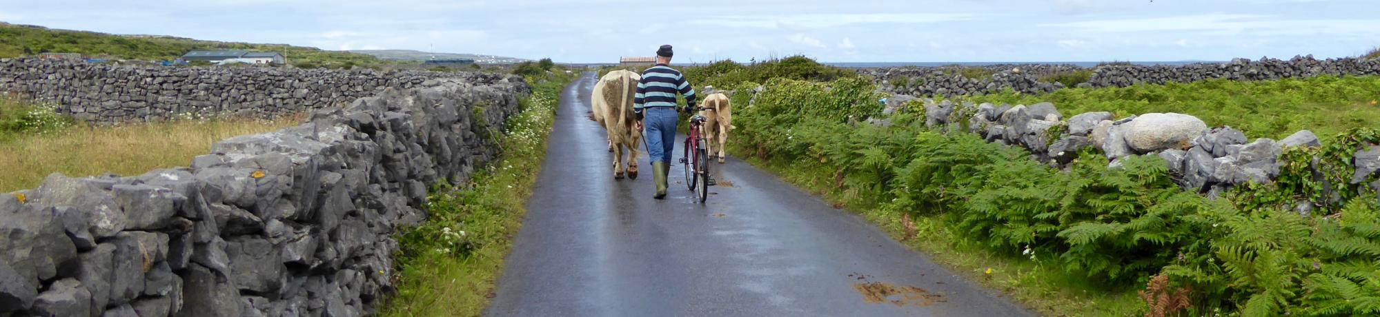 Kendra Moore's photo of a farmer walking two cows down a road bordered by green fields and low-lying rock walls