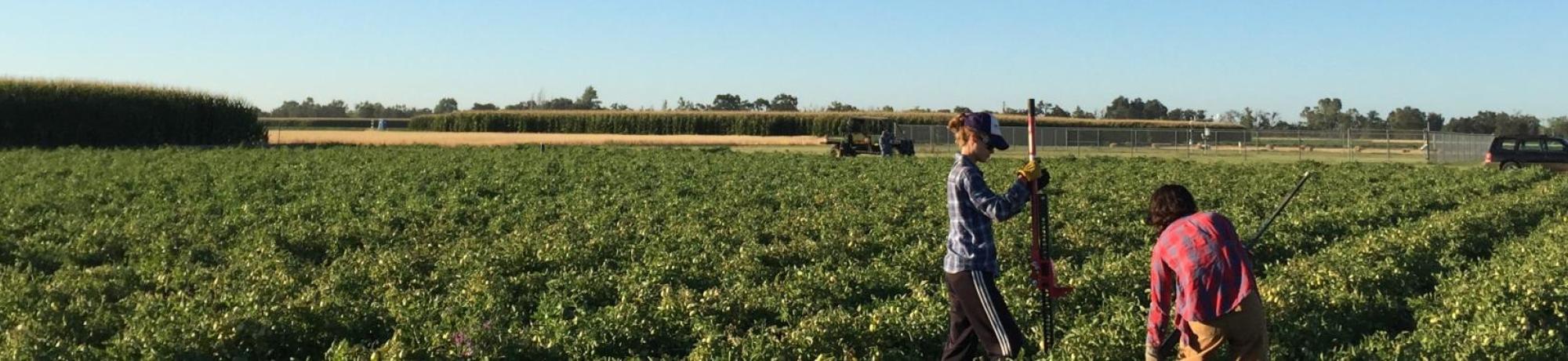 Two researchers working in an agricultural field